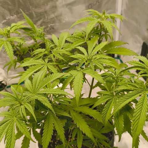 Unbekannter Strain growlog timeline photo