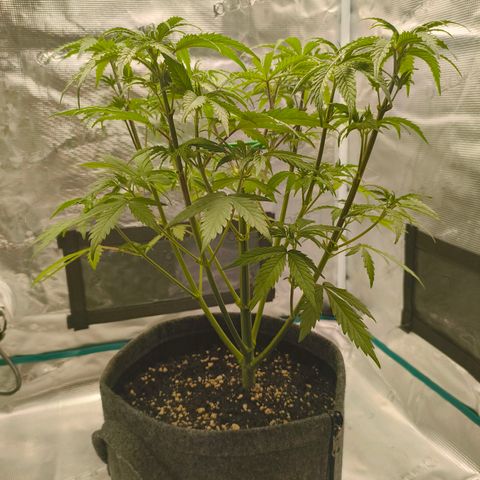 Unbekannter Strain growlog timeline photo