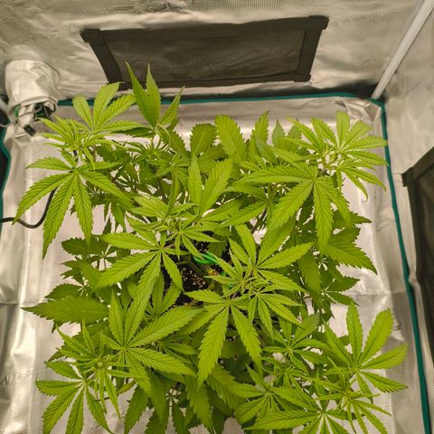 Unbekannter Strain growlog timeline photo