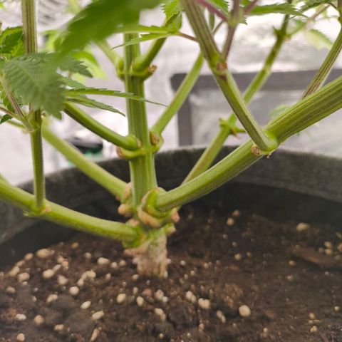 Purple Haze growlog timeline photo
