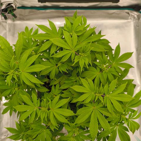 Purple Haze growlog timeline photo