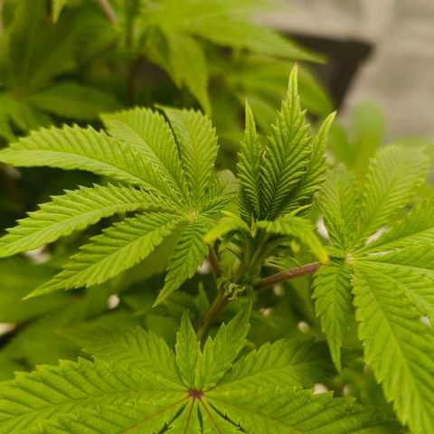 Purple Haze growlog timeline photo