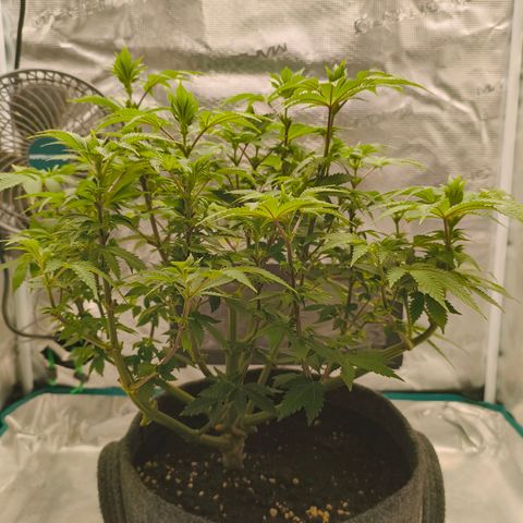 Purple Haze growlog timeline photo
