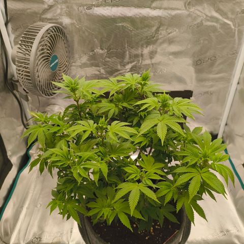 Purple Haze growlog timeline photo
