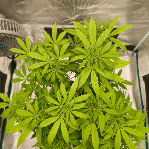 Sensi Amnesia growlog timeline photo
