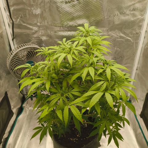Sensi Amnesia growlog timeline photo