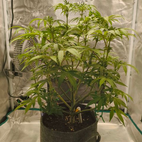 Sensi Amnesia growlog timeline photo