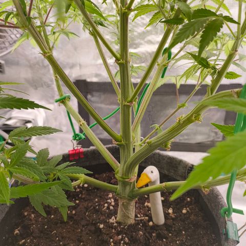 Sensi Amnesia growlog timeline photo
