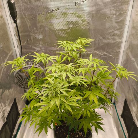 Unbekannter Strain growlog timeline photo