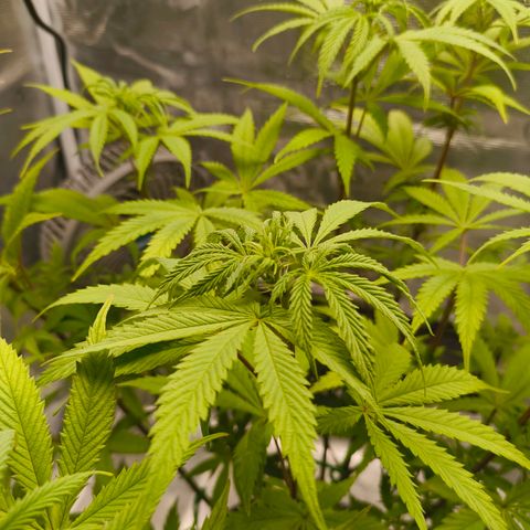 Unbekannter Strain growlog timeline photo