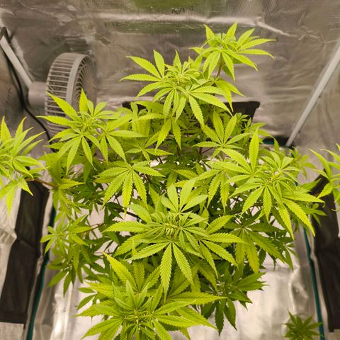 Unbekannter Strain growlog timeline photo