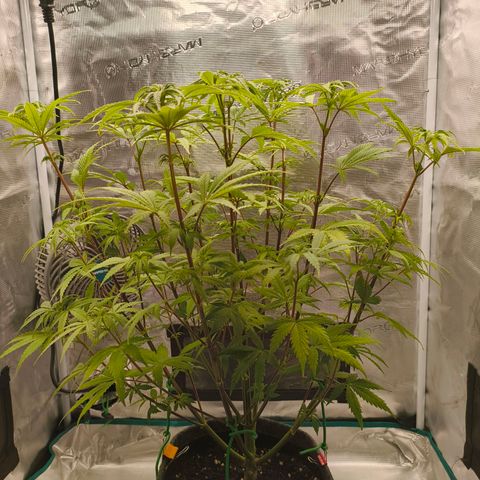 Unbekannter Strain growlog timeline photo
