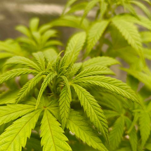 Sensi Amnesia growlog timeline photo