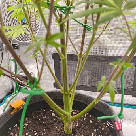 Unbekannter Strain growlog timeline photo