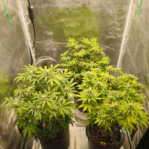 Unbekannter Strain growlog timeline photo