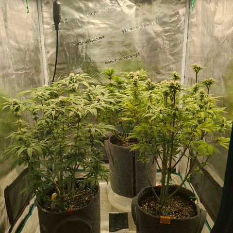 Unbekannter Strain growlog timeline photo