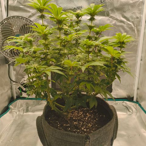 Purple Haze growlog timeline photo