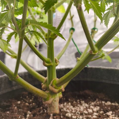 Purple Haze growlog timeline photo