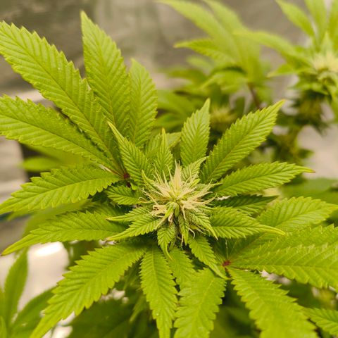 Purple Haze growlog timeline photo