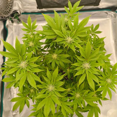 Purple Haze growlog timeline photo
