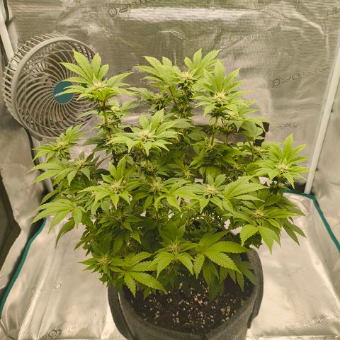 Purple Haze growlog timeline photo