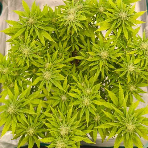 Unbekannter Strain growlog timeline photo