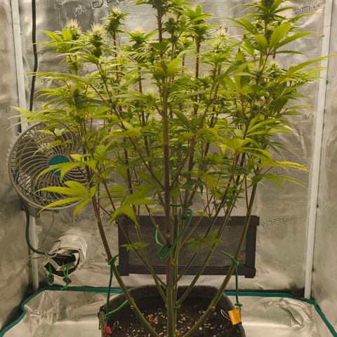 Unbekannter Strain growlog timeline photo