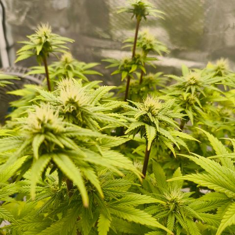 Unbekannter Strain growlog timeline photo
