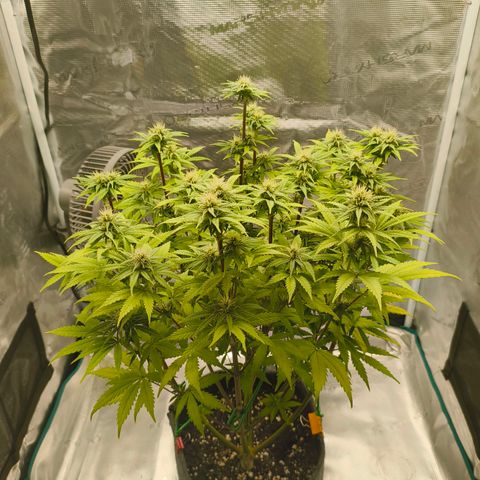 Unbekannter Strain growlog timeline photo