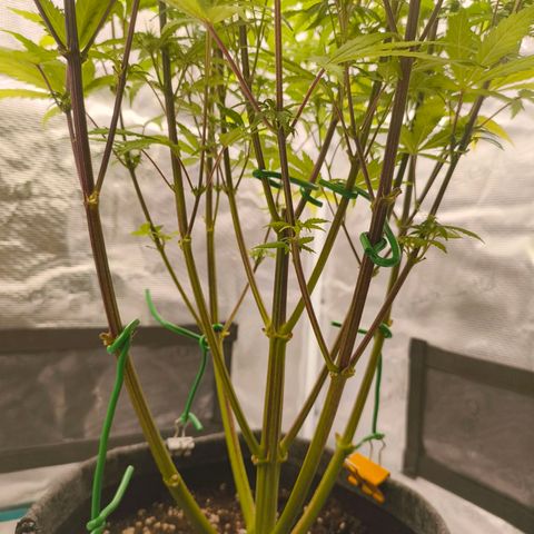 Unbekannter Strain growlog timeline photo