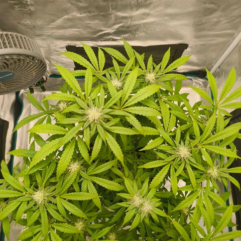 Sensi Amnesia growlog timeline photo
