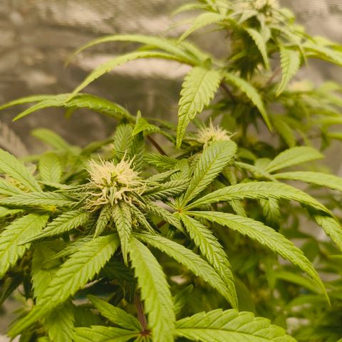 Sensi Amnesia growlog timeline photo