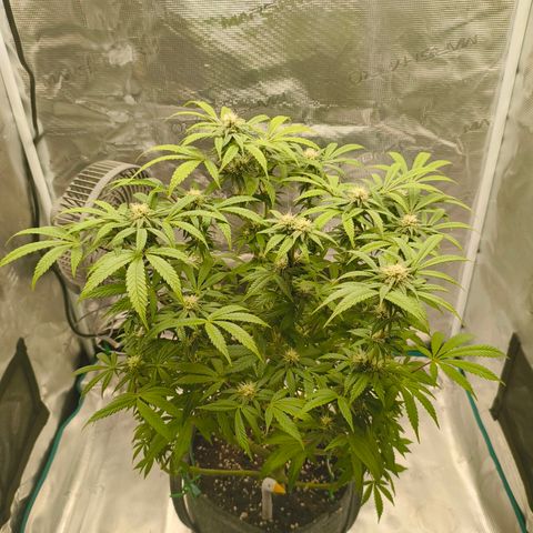 Sensi Amnesia growlog timeline photo