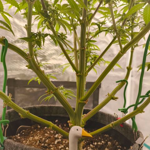 Sensi Amnesia growlog timeline photo