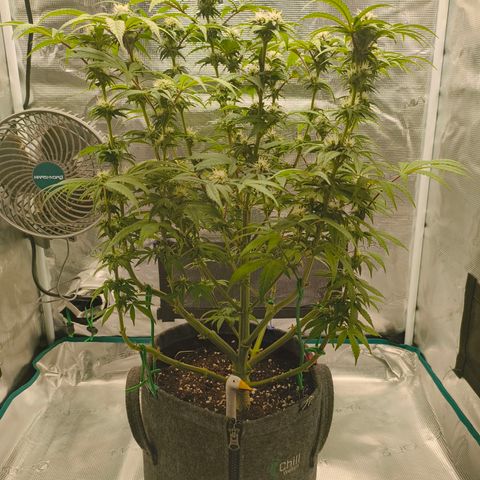 Sensi Amnesia growlog timeline photo