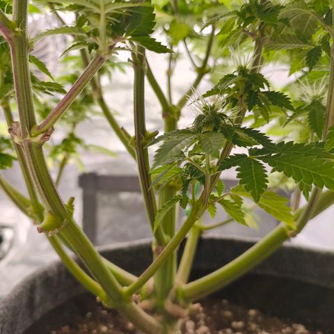 Purple Haze growlog timeline photo