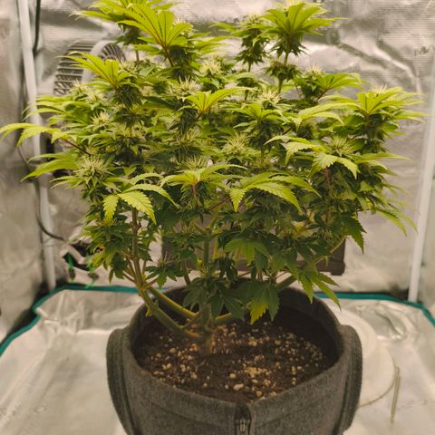 Purple Haze growlog timeline photo