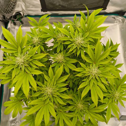 Purple Haze growlog timeline photo