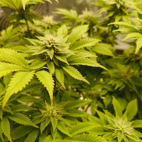 Purple Haze growlog timeline photo