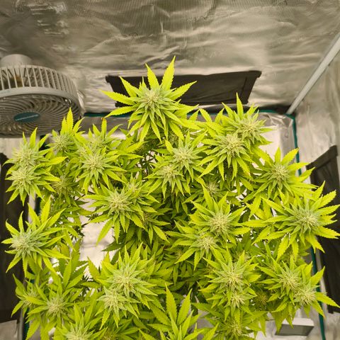 Unbekannter Strain growlog timeline photo