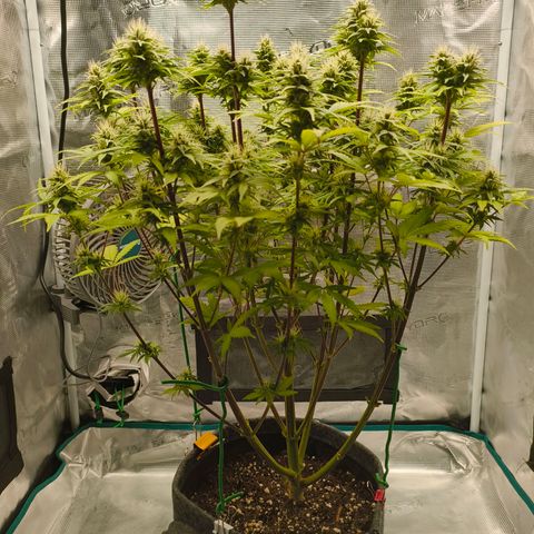 Unbekannter Strain growlog timeline photo