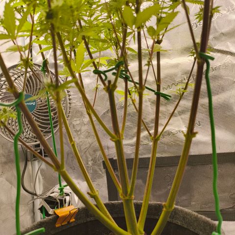 Unbekannter Strain growlog timeline photo
