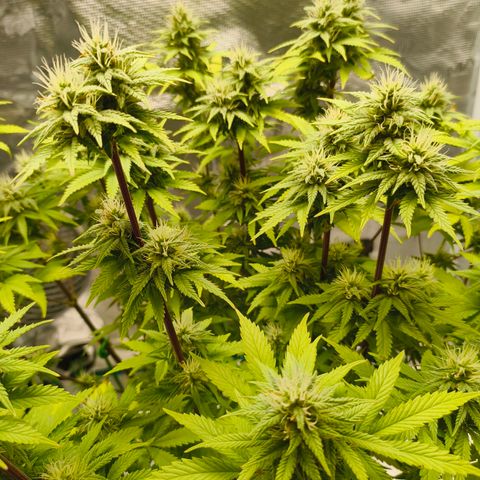 Unbekannter Strain growlog timeline photo