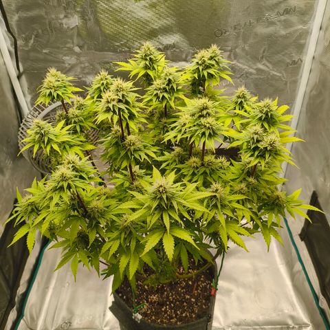 Unbekannter Strain growlog timeline photo