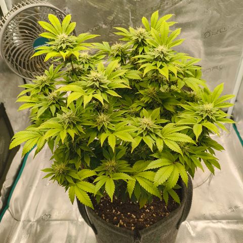 Purple Haze growlog timeline photo