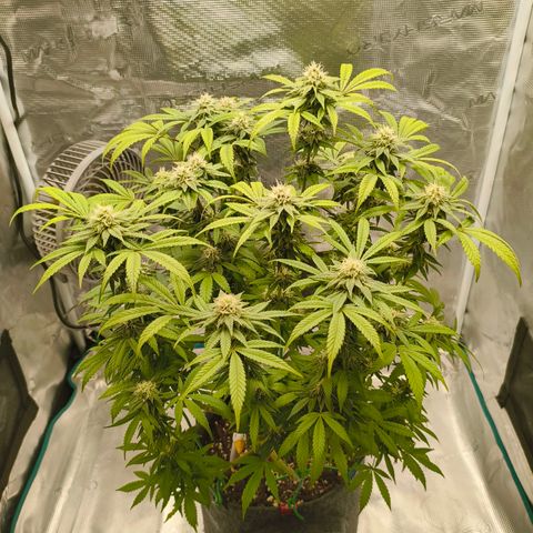 Sensi Amnesia growlog timeline photo