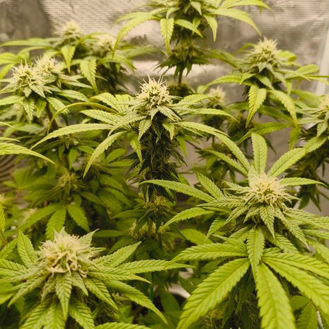 Sensi Amnesia growlog timeline photo