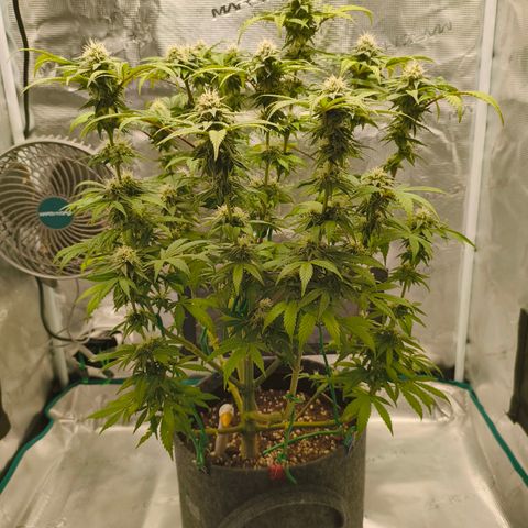 Sensi Amnesia growlog timeline photo