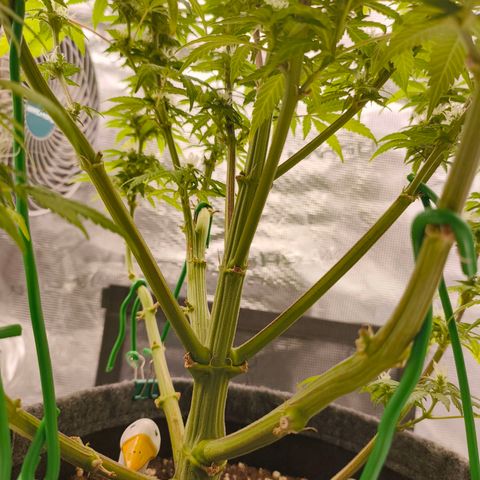 Sensi Amnesia growlog timeline photo