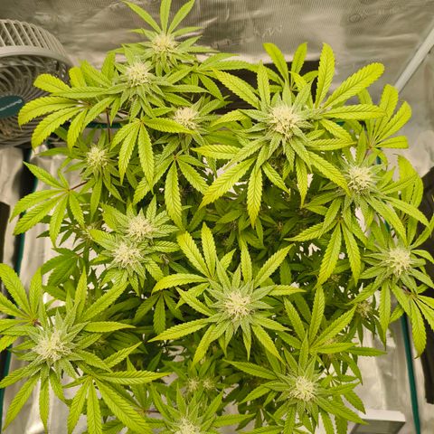 Sensi Amnesia growlog timeline photo